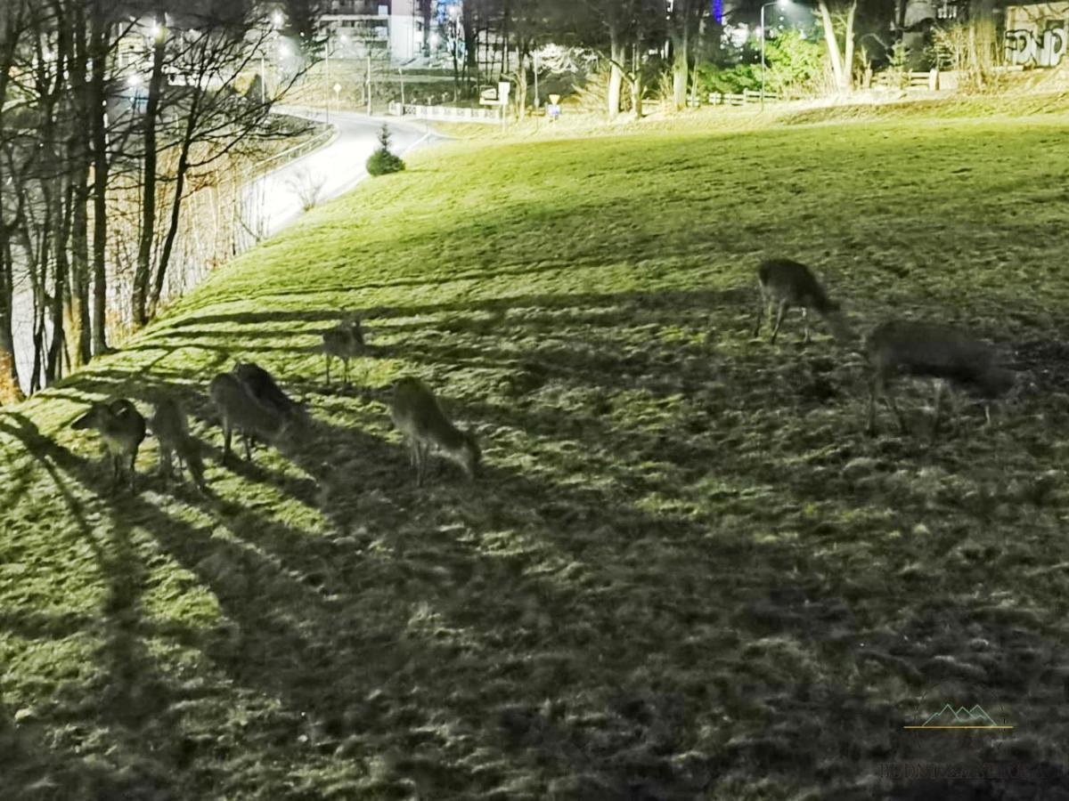 Budnicza Struga Z Sauna I Parkingiem - 5d *